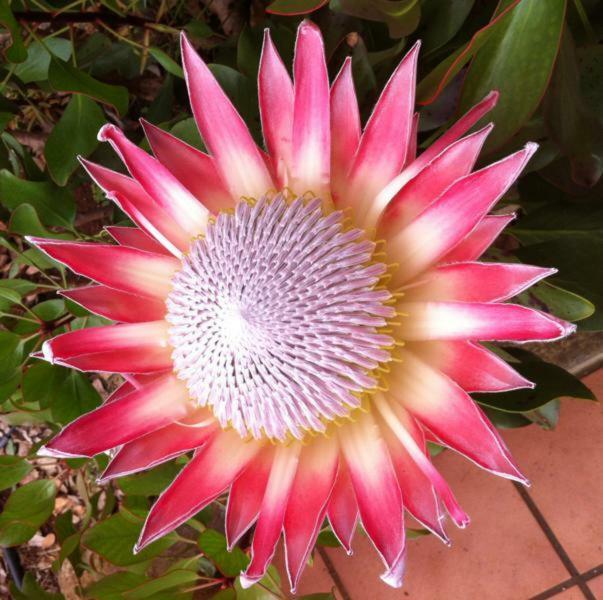 Protea Cottage جورج المظهر الخارجي الصورة